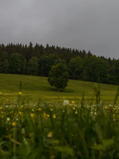 osamělý strom na travnatém poli pod modrou oblohou