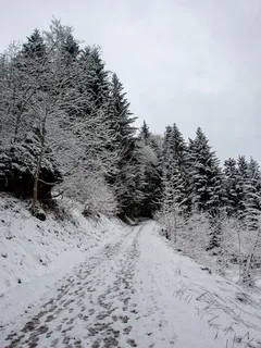 Zasněžené stromy ve švýcarské zimní krajině během dne
