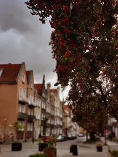 strom ozářený vánočními světly v noci