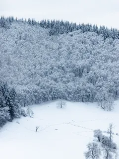 zasněžené stromy během dne