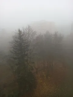 Mlžný les plný stromů s hustou mlhou