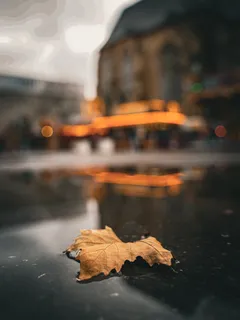 List ležící na stole na dřevěném povrchu