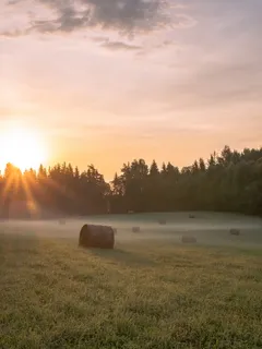pole s stromy na pozadí v přírodě