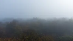 Rozmazané stromy ve mlze