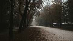 Cesta v parku lemovaná stromy během slunečného dne