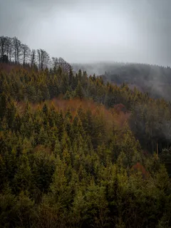 Mlžný borový les s jemnou atmosférou